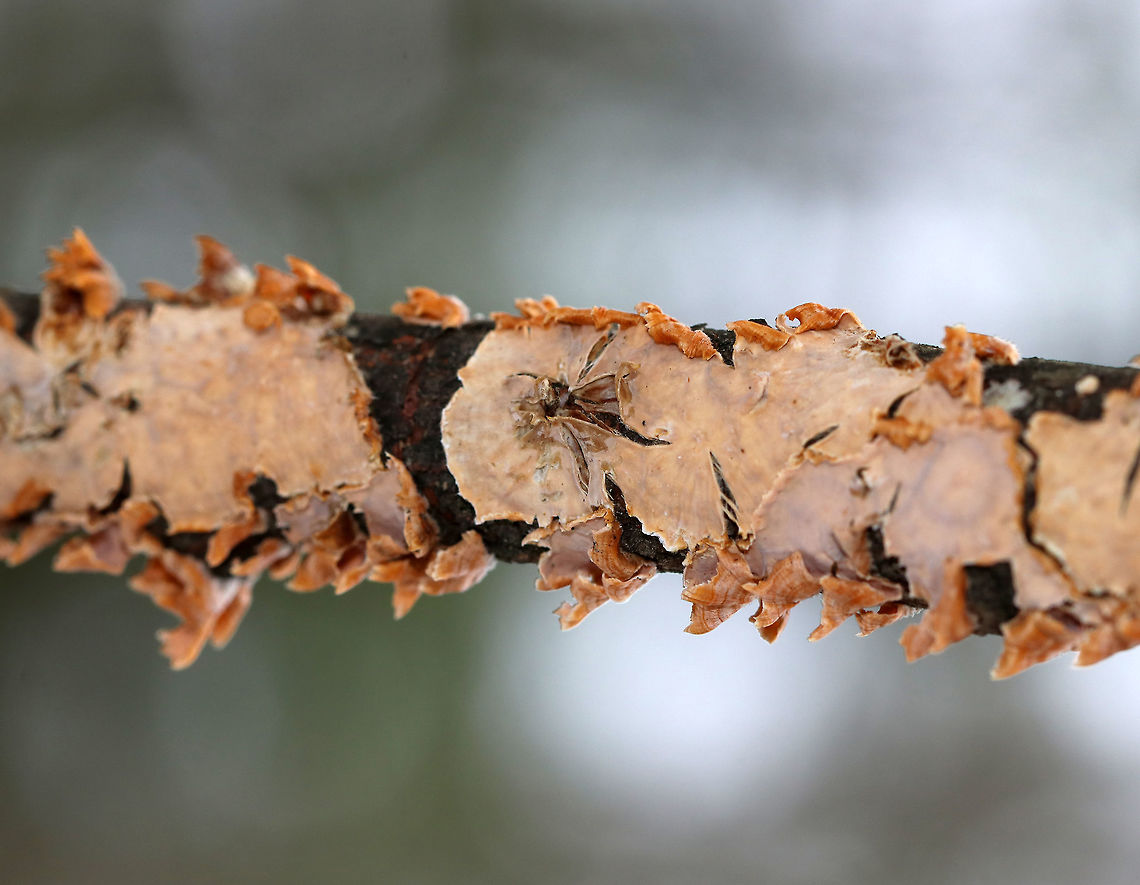 Stereum complicatum Individual tan fruiting bodies, many of which were fused together. They had irregular shapes. No pores or stems were present.<br />
<br />
Habitat: Deciduous forest Geotagged,Stereum,Stereum complicatum,Stereum rameale,United States,Winter