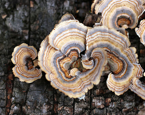 Turkey Tail - Trametes versicolor 
Turkey Tail gets its name from the fact that it sort of resembles a turkey's tail. The caps were bracket-shaped, thin, velvety, and had concentric zones of blue, brown, and tan. The pores were white. 

Habitat: Growing on rotting wood in a mixed forest. Geotagged,Trametes versicolor,United States,Winter