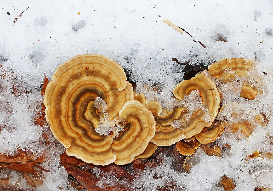 Turkey Tail - Trametes versicolor Turkey Tail gets its name from the fact that it sort of resembles a turkey's tail. These caps were thin, velvety, and had concentric zones of orange, brown, and tan. The pores were dingywhite. <br />
<br />
Habitat: Growing on rotting wood covered in snow in a mixed forest. Geotagged,Trametes versicolor,United States,Winter