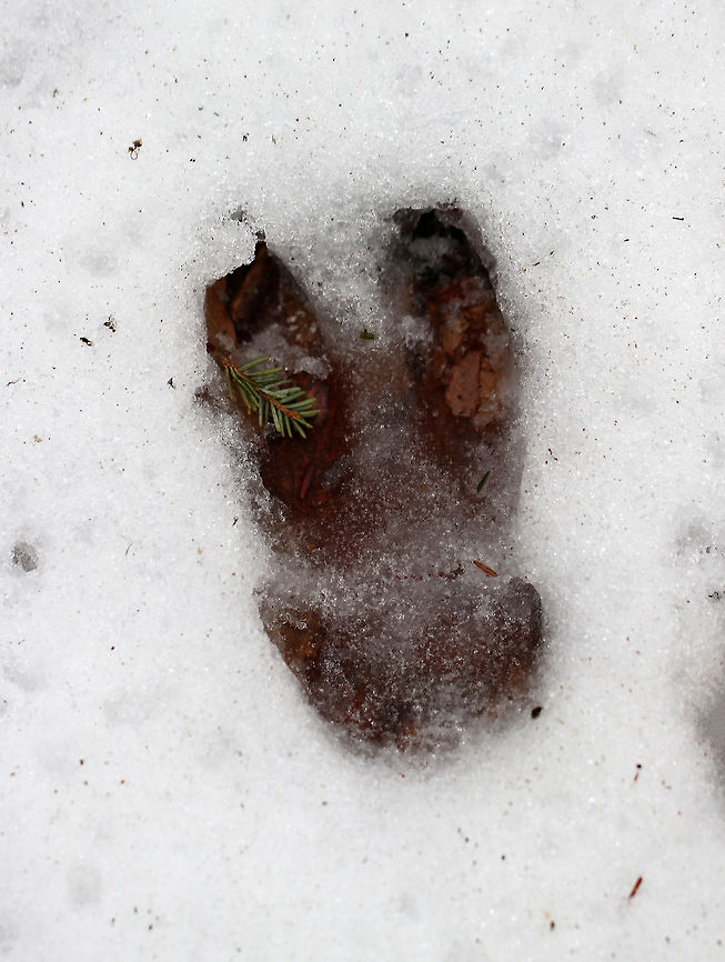 White-tailed Deer Track These tracks were quite large, and I think they are hind tracks. The hind tracks of deer have two hoofed, pointed toes that form a somewhat heart-shaped track. The outer wall of the track is mostly straight, while the inner wall is usually either straight or slightly concave. The snow was perfect to register this print, including the two dewclaws in back of the two long toes! Geotagged,Odocoileus virginianus,United States,Winter,deer,deer track,signs of wildlife,tracks