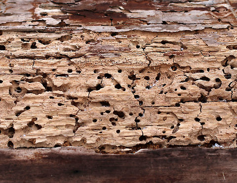 Carpenter Ant Galleries (Formicidae: Camponotus sp.) I think this is a carpenter ant gallery.  This rotting log had large, irregular cavities and chambers that were complex and free of frass. Carpenter ants don't actually eat the wood, they just excavate it for their nests.

Habitat: Rotting log in a mixed forest Geotagged,United States,Winter,ant gallery,camponotus,formicidae,galleries,gallery