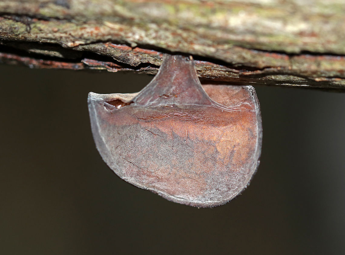 Wood Ear - Auricularia angiospermarum Old, crusty, ear-shaped fruiting body.<br />
<br />
Same as seen here, but a couple months later.  There are three fruiting bodies in the photo below, the one in the photo above is the one on the right. The other two must have fallen off or gotten eaten:<br />
<br />
<figure class="photo"><a href="https://www.jungledragon.com/image/76629/wood_ear_-_auricularia_angiospermarum.html" title="Wood Ear - Auricularia angiospermarum"><img src="https://s3.amazonaws.com/media.jungledragon.com/images/3232/76629_thumb.jpg?AWSAccessKeyId=05GMT0V3GWVNE7GGM1R2&Expires=1767225610&Signature=S1Ct2YzSrj%2FxQJFxENj71E%2BkVSk%3D" width="200" height="154" alt="Wood Ear - Auricularia angiospermarum Wavy, brown, ear-shaped fruiting body<br />
<br />
Until recently, the North American species of Wood Ear was considered to be Auricularia auricula-judae. However, research has shown that Auricularia auricula-judae is not endemic to North America.<br />
<br />
Habitat: Growing on rotting wood<br />
<br />
<br />
 Auricularia angiospermarum,Fall,Geotagged,United States,auricularia,jelly fungus,wood ear" /></a></figure><br />
<br />
Habitat: Growing on rotting wood Auricularia angiospermarum,Geotagged,United States,Winter,wood ear