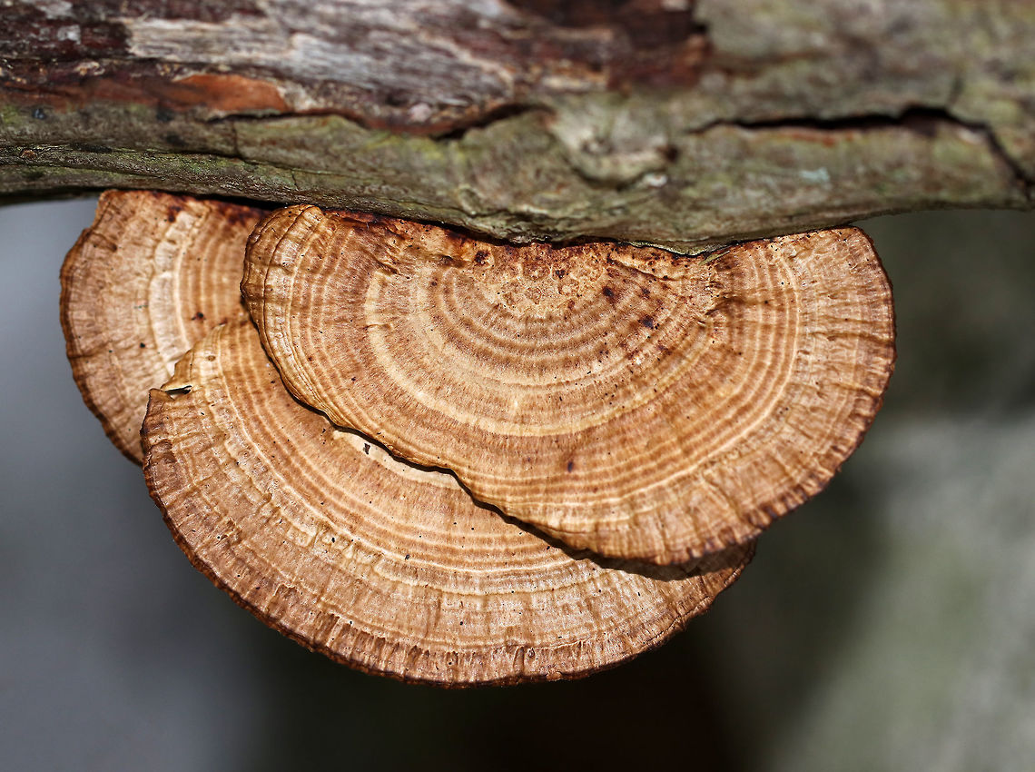 Thin Walled Maze Polypore - Daedaleopsis confragosa Thin cap with bumpy zones of white and tan colors. The pore surface tends to bruise red with this fungus, but this was an old specimen that didn&#039;t bruise. The pore surface had elongated, maze-like pores. <br />
<br />
Habitat: Deciduous forest Daedaleopsis confragosa,Geotagged,Thin walled maze polypore,United States,Winter,polypore
