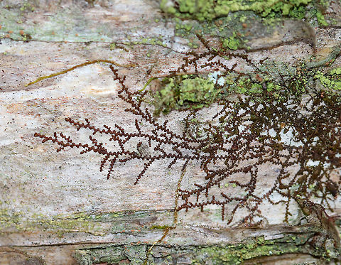 New York Scalewort - Frullania eboracensis A leafy liverwort that forms a low-spreading mat of irregularly branched, leafy stems. The mat of leafy stems clings tightly to the underlying surface. The individual leafy stems are only 1 mm across and were reddish brown, which is their usual color during the winter. Along the stems, there are alternate leaves that partially overlap each other. The lower lobes of the leaves can store water, which enables these miniature plants to withstand dry spells for a long period of time. 

Habitat: Hardwood
https://www.jungledragon.com/image/77582/new_york_scalewort_-_frullania_eboracensis.html Frullania eboracensis,Geotagged,New York Scalewort,United States,Winter