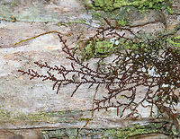 New York Scalewort - Frullania eboracensis A leafy liverwort that forms a low-spreading mat of irregularly branched, leafy stems. The mat of leafy stems clings tightly to the underlying surface. The individual leafy stems are only 1 mm across and were reddish brown, which is their usual color during the winter. Along the stems, there are alternate leaves that partially overlap each other. The lower lobes of the leaves can store water, which enables these miniature plants to withstand dry spells for a long period of time. <br />
<br />
Habitat: Hardwood<br />
https://www.jungledragon.com/image/77582/new_york_scalewort_-_frullania_eboracensis.html Frullania eboracensis,Geotagged,New York Scalewort,United States,Winter