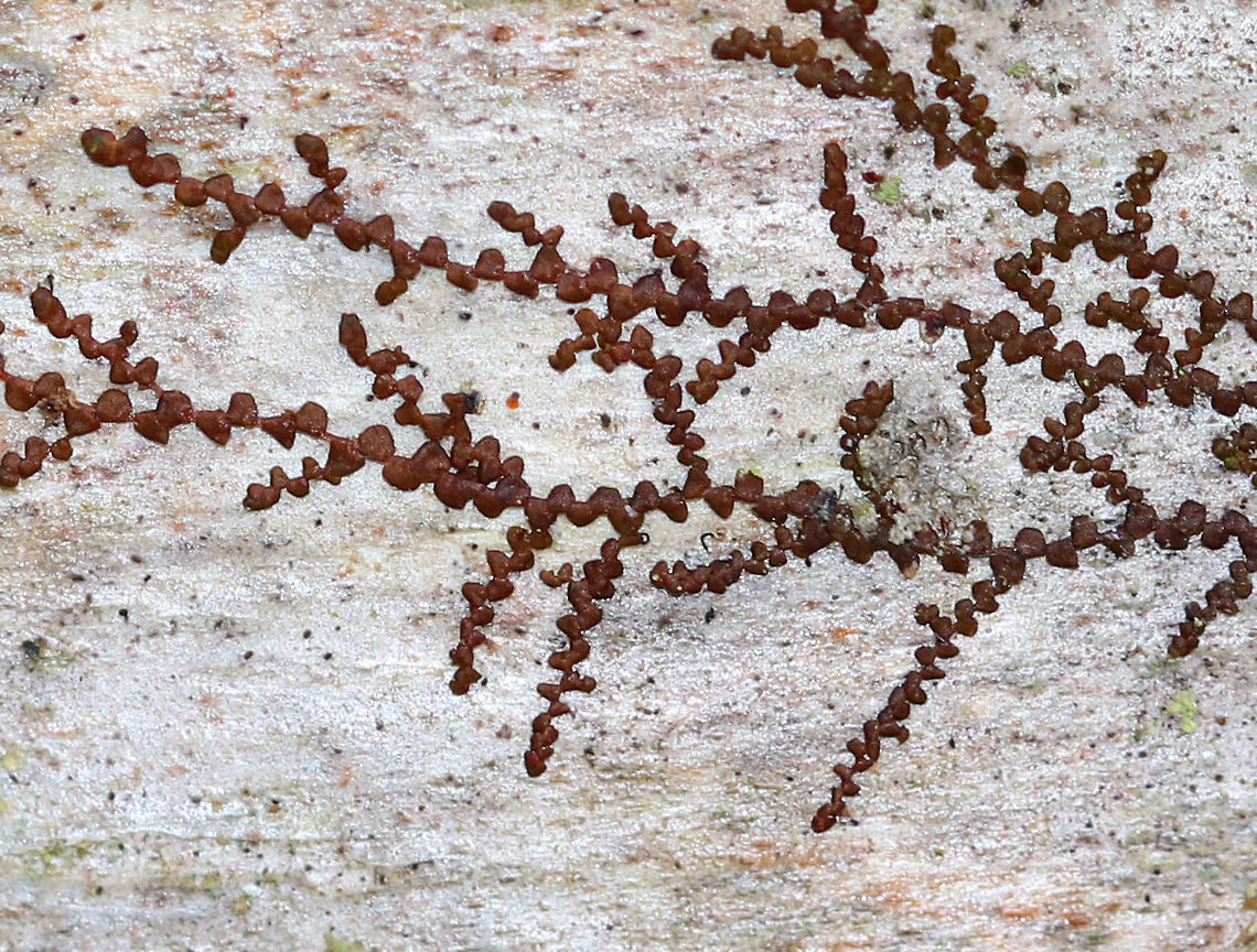 New York Scalewort - Frullania eboracensis A leafy liverwort that forms a low-spreading mat of irregularly branched, leafy stems. The mat of leafy stems clings tightly to the underlying surface. The individual leafy stems are only 1 mm across and were reddish brown, which is their usual color during the winter. Along the stems, there are alternate leaves that partially overlap each other. The lower lobes of the leaves can store water, which enables these miniature plants to withstand dry spells for a long period of time. <br />
<br />
Habitat: Hardwood<br />
<figure class="photo"><a href="https://www.jungledragon.com/image/77581/new_york_scalewort_-_frullania_eboracensis.html" title="New York Scalewort - Frullania eboracensis"><img src="https://s3.amazonaws.com/media.jungledragon.com/images/3232/77581_thumb.jpg?AWSAccessKeyId=05GMT0V3GWVNE7GGM1R2&Expires=1767225610&Signature=AaMCycJZ4HdiNEQd1Im9S4dXnaI%3D" width="200" height="156" alt="New York Scalewort - Frullania eboracensis A leafy liverwort that forms a low-spreading mat of irregularly branched, leafy stems. The mat of leafy stems clings tightly to the underlying surface. The individual leafy stems are only 1 mm across and were reddish brown, which is their usual color during the winter. Along the stems, there are alternate leaves that partially overlap each other. The lower lobes of the leaves can store water, which enables these miniature plants to withstand dry spells for a long period of time. <br />
<br />
Habitat: Hardwood<br />
https://www.jungledragon.com/image/77582/new_york_scalewort_-_frullania_eboracensis.html Frullania eboracensis,Geotagged,New York Scalewort,United States,Winter" /></a></figure> Frullania eboracensis,Geotagged,New York Scalewort,United States,Winter