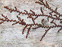 New York Scalewort - Frullania eboracensis A leafy liverwort that forms a low-spreading mat of irregularly branched, leafy stems. The mat of leafy stems clings tightly to the underlying surface. The individual leafy stems are only 1 mm across and were reddish brown, which is their usual color during the winter. Along the stems, there are alternate leaves that partially overlap each other. The lower lobes of the leaves can store water, which enables these miniature plants to withstand dry spells for a long period of time. <br />
<br />
Habitat: Hardwood<br />
https://www.jungledragon.com/image/77581/new_york_scalewort_-_frullania_eboracensis.html Frullania eboracensis,Geotagged,New York Scalewort,United States,Winter