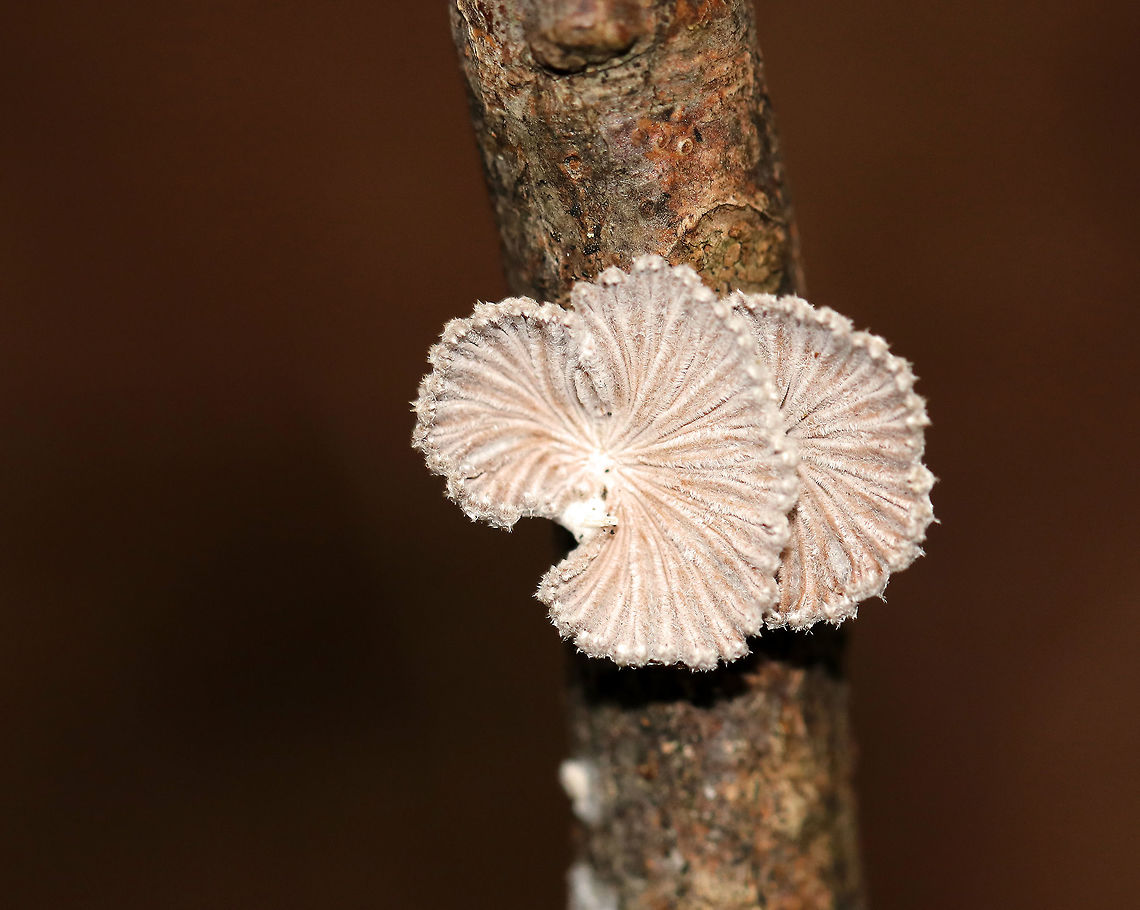 Split Gills - Schizophyllum commune Small, delicate fruiting bodies. They had fuzzy, white upper surfaces and gill-like folds on the under surfaces. The gills were pinkish gray.<br />
<br />
Habitat: Deciduous forest Geotagged,Schizophyllum commune,United States,Winter,split gills