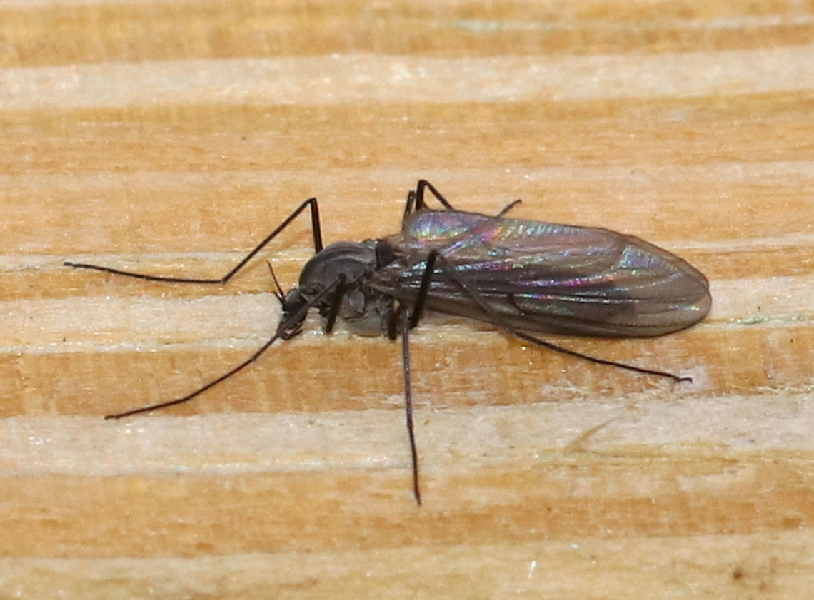 Snow Midge - Diamesa sp. Spotted on a bridge beside a waterfall Geotagged,United States,Winter,diamesa,midge,snow midge