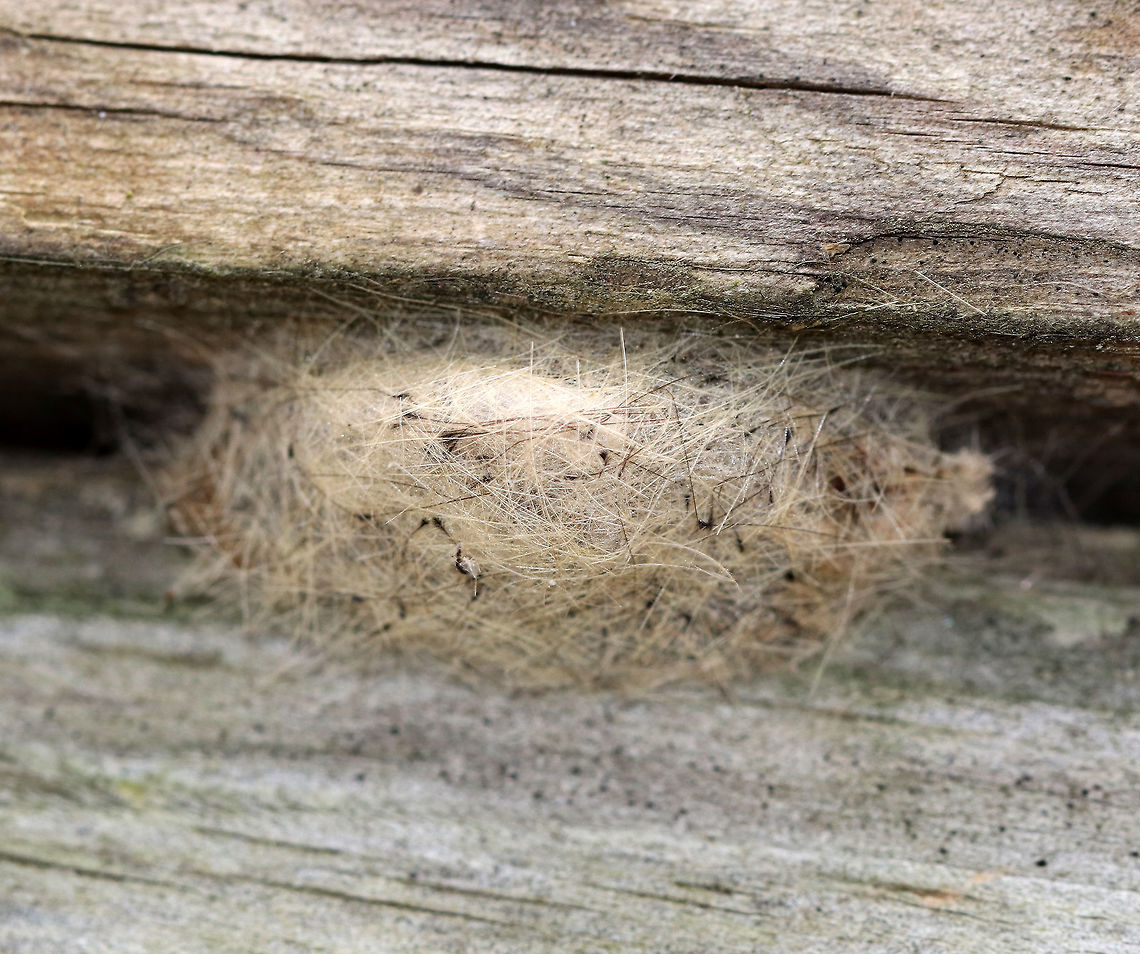 Moth Cocoon - Orgyia sp. I've been watching this moth cocoon all winter. I'm not sure what species it is, but I think it's probably a tussock moth in the genus Orgyia. It could be Orgyia leucostigma?<br />
<br />
Habitat: In the crack of a bridge next to a stream. Geotagged,United States,Winter,cocoon,moth,moth cocoon,moth pupa,orgyia,pupa,tussock moth cocoon
