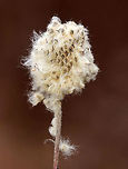 Thimbleweed - Anemone cylindrica Thimbleweed is an upright plant with cylindrical clusters of fruits (achenes).  When mature, the achenes have white, puffy tails, and the cluster releases them to the wind. Its root system produces a substance, protoanemonin, that inhibits growth of other plants.<br />
<br />
<br />
Habitat: It was near the edge of a pond in an  overgrown area.<br />
https://www.jungledragon.com/image/77593/unknown_plant_seeds.html Anemone cylindrica,Geotagged,United States,Winter,thimbleweed