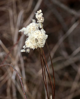 Thimbleweed - Anemone cylindrica 
Thimbleweed is an upright plant with cylindrical clusters of fruits (achenes). When mature, the achenes have white, puffy tails, and the cluster releases them to the wind. Its root system produces a substance, protoanemonin, that inhibits growth of other plants.


Habitat: It was near the edge of a pond in an overgrown area.

https://www.jungledragon.com/image/77592/unknown_plant_seeds.html Anemone cylindrica,Geotagged,United States,Winter