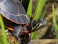 Eastern Painted Turtle - Chrysemys picta picta There were so many turtles basking and mating in this pond today!<br />
<br />
Habitat: Small woodland pond<br />
https://www.jungledragon.com/image/77639/eastern_painted_turtle_-_chrysemys_picta_picta.html Chrysemys picta,Geotagged,Painted Turtle,Spring,United States,turtle