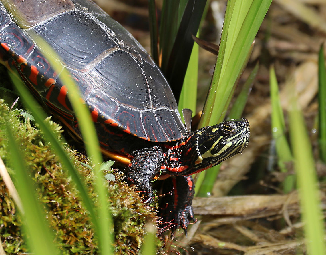 Eastern Painted Turtle - Chrysemys picta picta There were so many turtles basking and mating in this pond today!<br />
<br />
Habitat: Small woodland pond<br />
<figure class="photo"><a href="https://www.jungledragon.com/image/77637/eastern_painted_turtle_-_chrysemys_picta_picta.html" title="Eastern Painted Turtle - Chrysemys picta picta"><img src="https://s3.amazonaws.com/media.jungledragon.com/images/3232/77637_thumb.jpg?AWSAccessKeyId=05GMT0V3GWVNE7GGM1R2&Expires=1770854410&Signature=n%2FxbsMibQAGNwF7HOhooZsK02ck%3D" width="200" height="154" alt="Eastern Painted Turtle - Chrysemys picta picta There were so many turtles basking and mating in this pond today!<br />
<br />
Habitat: Small woodland pond<br />
https://www.jungledragon.com/image/77639/eastern_painted_turtle_-_chrysemys_picta_picta.html Chrysemys picta,Geotagged,Painted Turtle,Spring,United States,turtle" /></a></figure> Chrysemys picta,Geotagged,Painted Turtle,Spring,United States,turtle