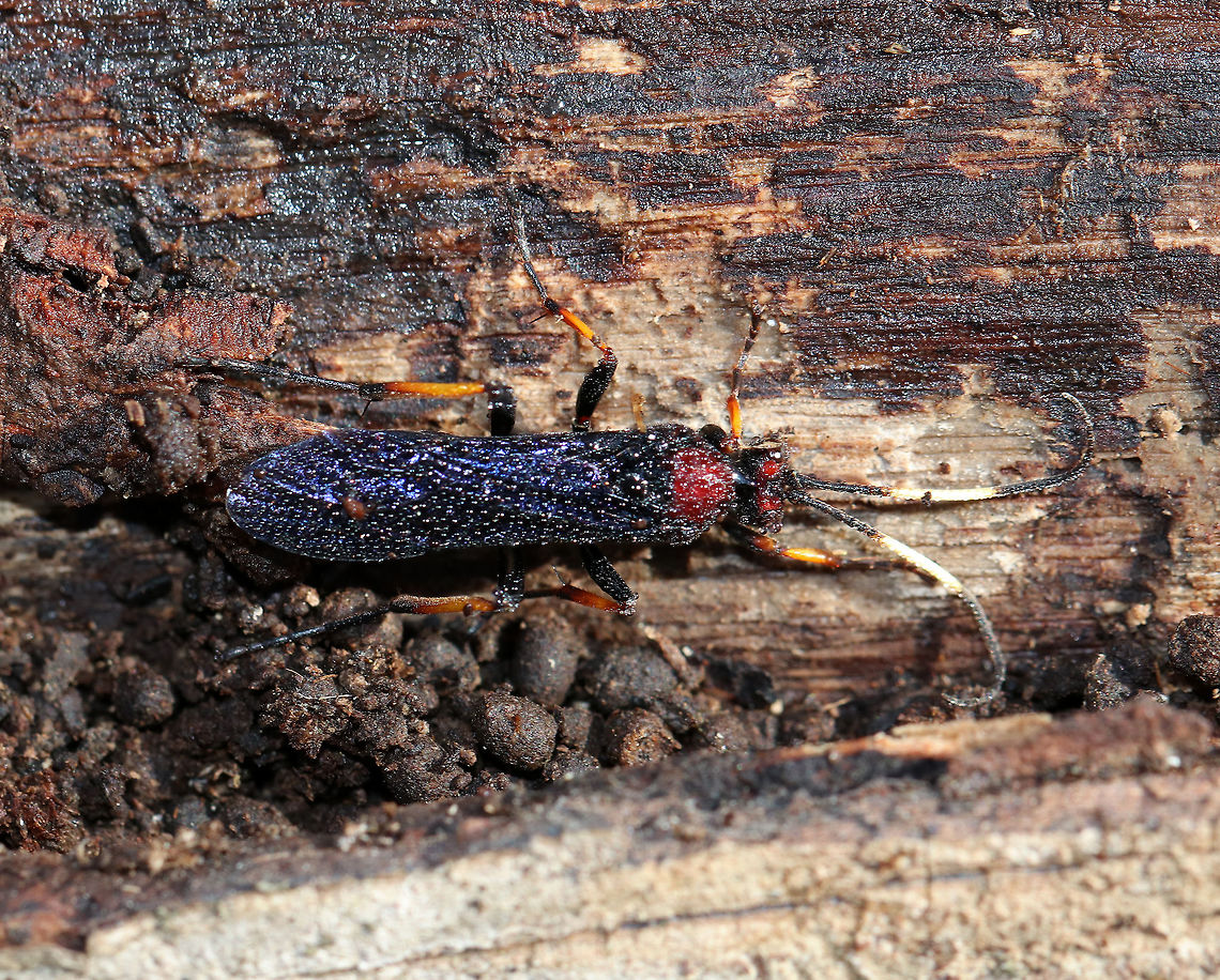 Ichneumon centrator (female) This female wasp was probably overwintering, and became slightly active on a warm winter day. It was completely covered in moisture. <br />
<br />
Habitat: Spotted on rotting wood in a wetland.  Geotagged,Ichneumon,Ichneumon centrator,Ichneumonidae,United States,Winter,wasp