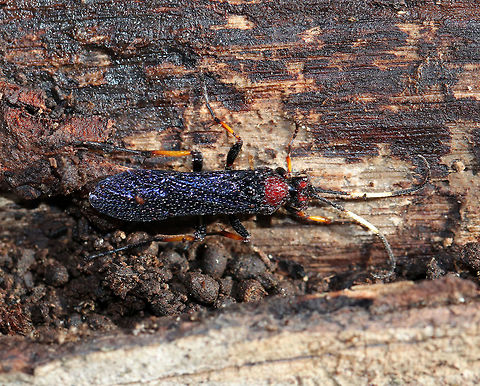 Ichneumon centrator (female) This female wasp was probably overwintering, and became slightly active on a warm winter day. It was completely covered in moisture. 

Habitat: Spotted on rotting wood in a wetland.  Geotagged,Ichneumon,Ichneumon centrator,Ichneumonidae,United States,Winter,wasp
