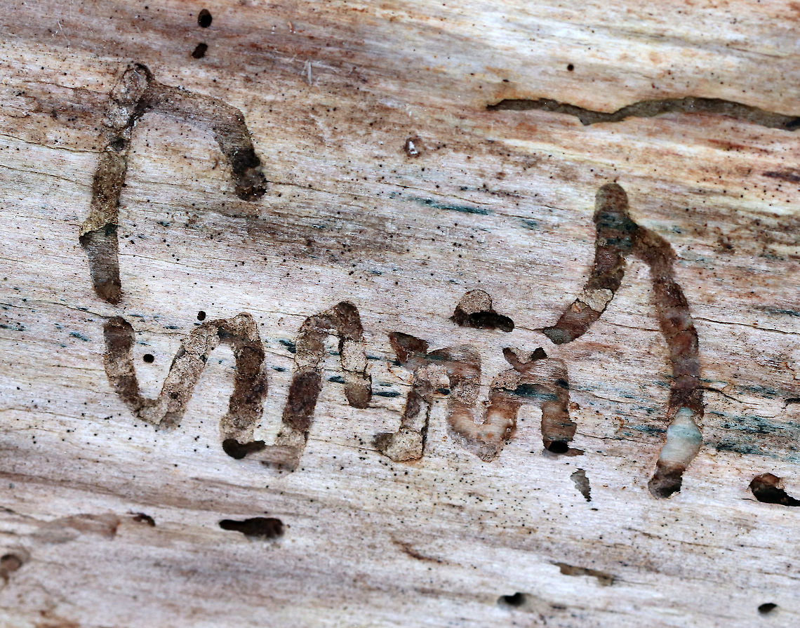 Wood-boring Beetle Larva (Buprestidae) Gallery I thought this gallery was really cool because it looks like handwriting. I think it was created by wood-boring beetle larvae (Buprestidae) because of the zigzag pattern. I'm totally sure though because the tunnels are short and end in exit holes. I always thought Buprestid larvae made longer tunnels.<br />
<br />
Habitat: outer edge of sapwood on rotting wood in a wetland Geotagged,United States,WinterWood-boring Beetle Larva (Buprestidae) Gallery,beetle galleries,beetle gallery,galleries,gallery,signs of wildlife,wood-boring beetle gallery