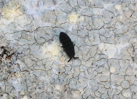 Springtail - Hypogastrura nivicola The lighting made this springtail look black, but it was really just dark blue.

Springtails get their name from a special appendage on their abdomens. This appendage, called the furcula enables springtails to jump through the air nearly 100 times the length of their own bodies. They mate during spring and can lay hundreds of eggs. Since they are immune to the cold, they are often seen in late winter/early spring once the snow begins to melt.

Habitat: I saw tons of springtails perusing trees on a warm winter day in a wetland Collembola,Geotagged,Hypogastrura,Hypogastrura nivicola,Snow flea,United States,Winter,springtail