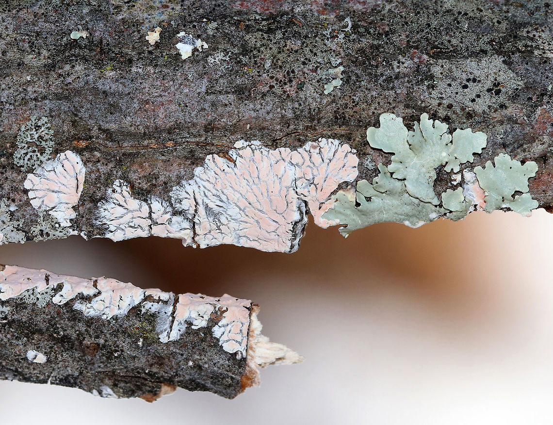 Unknown I'm not sure what the pale pink stuff is - Lichen? Fungus?<br />
<br />
Habitat: Deadwood in a wetland<br />
<figure class="photo"><a href="https://www.jungledragon.com/image/77679/unknown.html" title="Unknown"><img src="https://s3.amazonaws.com/media.jungledragon.com/images/3232/77679_thumb.jpg?AWSAccessKeyId=05GMT0V3GWVNE7GGM1R2&Expires=1770854410&Signature=EZ3IBhOuD0g0XB%2FgjolMkPhHKwA%3D" width="200" height="148" alt="Unknown I'm not sure what the pale pink stuff is - Lichen? Fungus?<br />
<br />
Habitat: Deadwood in a wetland<br />
https://www.jungledragon.com/image/77678/unknown.html Geotagged,United States,Winter" /></a></figure> Geotagged,United States,Winter,fungus,lichen