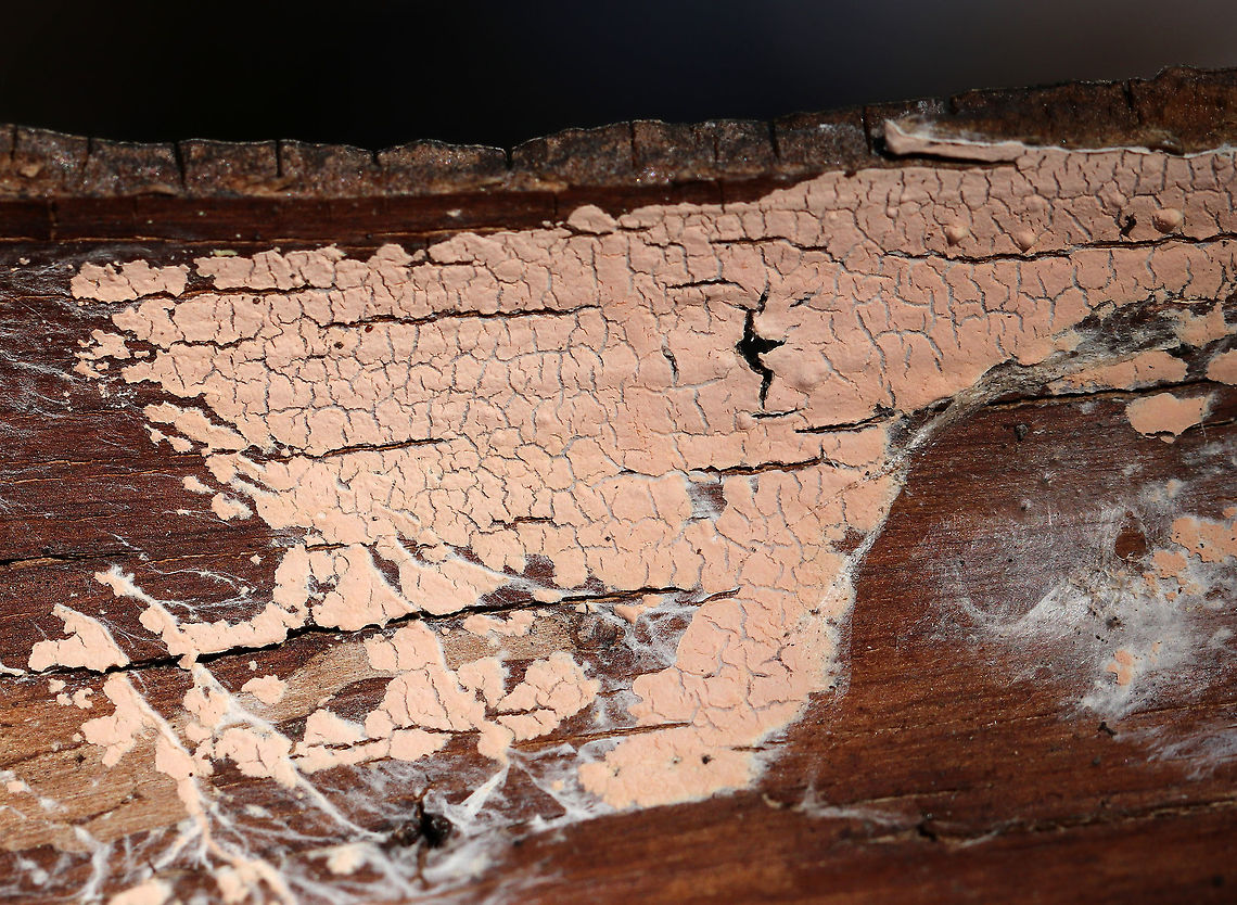 Unknown I'm not sure what the pale pink stuff is - Lichen? Fungus?<br />
<br />
Habitat: Deadwood in a wetland<br />
<figure class="photo"><a href="https://www.jungledragon.com/image/77678/unknown.html" title="Unknown"><img src="https://s3.amazonaws.com/media.jungledragon.com/images/3232/77678_thumb.jpg?AWSAccessKeyId=05GMT0V3GWVNE7GGM1R2&Expires=1770854410&Signature=bDas06C0AmTQLMNTCTZJjHXmk60%3D" width="200" height="154" alt="Unknown I'm not sure what the pale pink stuff is - Lichen? Fungus?<br />
<br />
Habitat: Deadwood in a wetland<br />
https://www.jungledragon.com/image/77679/unknown.html Geotagged,United States,Winter,fungus,lichen" /></a></figure> Geotagged,United States,Winter