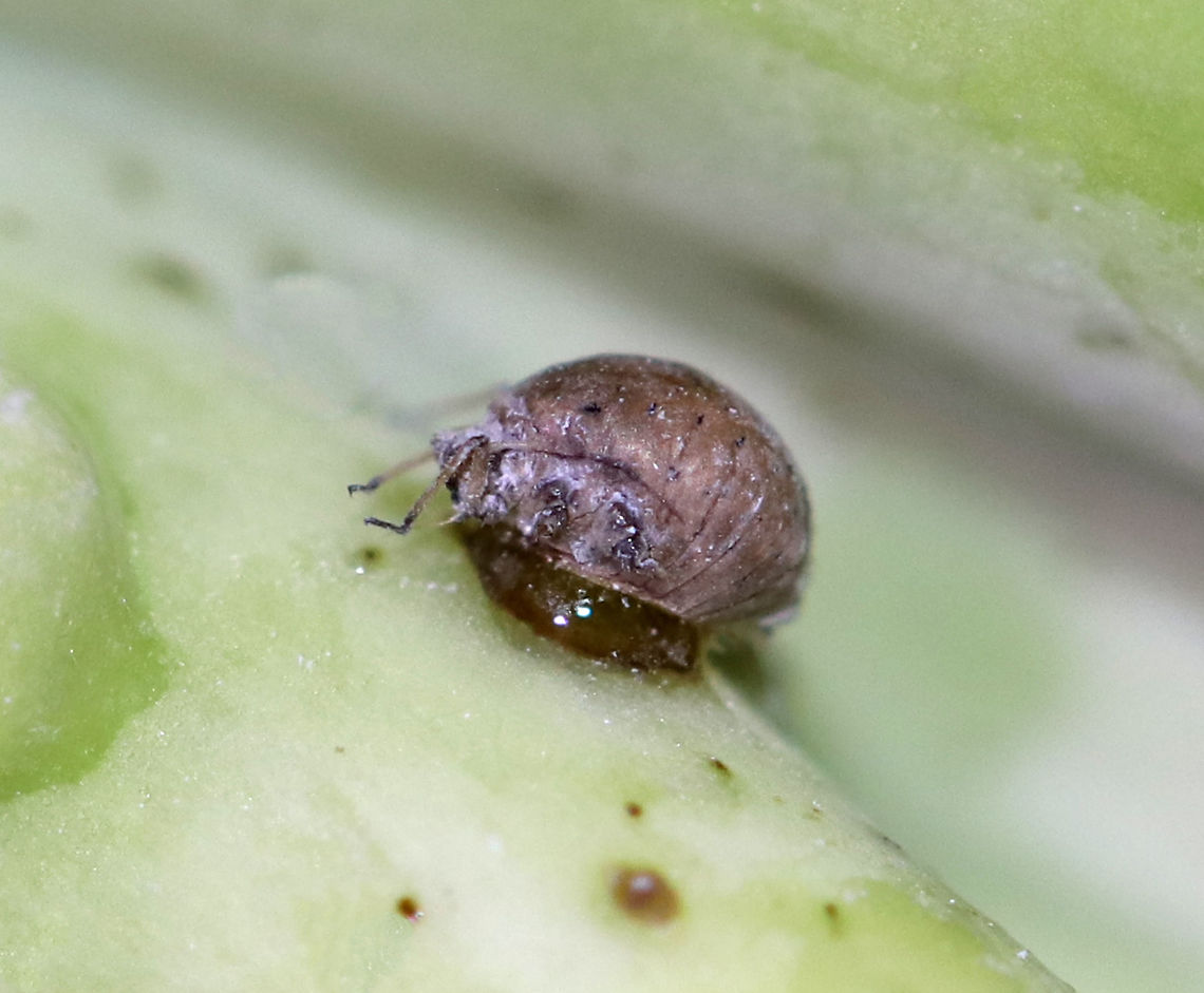 Cabbage Aphids - Brevicoryne brassicae I found lots of aphids on a bunch of organic broccoli. I&#039;m not sure what the drop underneath it is - water? I think this one may be parasitized as well.<br />
<br />
Habitat: Broccoli<br />
<figure class="photo"><a href="https://www.jungledragon.com/image/77686/cabbage_aphids_-_brevicoryne_brassicae.html" title="Cabbage Aphids - Brevicoryne brassicae"><img src="https://s3.amazonaws.com/media.jungledragon.com/images/3232/77686_thumb.jpg?AWSAccessKeyId=05GMT0V3GWVNE7GGM1R2&Expires=1759968010&Signature=7QBh0XXNO%2BYz7KlkZOT2SkVuhpM%3D" width="140" height="152" alt="Cabbage Aphids - Brevicoryne brassicae I found lots of aphids on a bunch of organic broccoli. <br />
<br />
Habitat: Broccoli<br />
https://www.jungledragon.com/image/77685/cabbage_aphids_-_brevicoryne_brassicae.html<br />
https://www.jungledragon.com/image/77684/cabbage_aphids_-_brevicoryne_brassicae.html<br />
https://www.jungledragon.com/image/77683/cabbage_aphids_-_brevicoryne_brassicae.html<br />
https://www.jungledragon.com/image/77682/cabbage_aphids_-_brevicoryne_brassicae.html Brevicoryne brassicae,Geotagged,Spring,United States" /></a></figure><br />
<figure class="photo"><a href="https://www.jungledragon.com/image/77685/cabbage_aphids_-_brevicoryne_brassicae.html" title="Cabbage Aphids - Brevicoryne brassicae"><img src="https://s3.amazonaws.com/media.jungledragon.com/images/3232/77685_thumb.jpg?AWSAccessKeyId=05GMT0V3GWVNE7GGM1R2&Expires=1759968010&Signature=W4YKsd66WjIBz6noO%2FErjR39jnM%3D" width="200" height="150" alt="Cabbage Aphids - Brevicoryne brassicae I found lots of aphids on a bunch of organic broccoli. <br />
<br />
Habitat: Broccoli<br />
https://www.jungledragon.com/image/77686/cabbage_aphids_-_brevicoryne_brassicae.html<br />
https://www.jungledragon.com/image/77684/cabbage_aphids_-_brevicoryne_brassicae.html<br />
https://www.jungledragon.com/image/77683/cabbage_aphids_-_brevicoryne_brassicae.html<br />
https://www.jungledragon.com/image/77682/cabbage_aphids_-_brevicoryne_brassicae.html Brevicoryne brassicae,Geotagged,Spring,United States" /></a></figure><br />
<figure class="photo"><a href="https://www.jungledragon.com/image/77684/cabbage_aphids_-_brevicoryne_brassicae.html" title="Cabbage Aphids - Brevicoryne brassicae"><img src="https://s3.amazonaws.com/media.jungledragon.com/images/3232/77684_thumb.jpg?AWSAccessKeyId=05GMT0V3GWVNE7GGM1R2&Expires=1759968010&Signature=g%2Bemi1KWFnLNiLDXgnRRtP9zWW8%3D" width="200" height="154" alt="Cabbage Aphids - Brevicoryne brassicae This aphid had been parasitized, probably by Diaretiella rapae.<br />
<br />
I found lots of aphids on a bunch of organic broccoli. <br />
<br />
Habitat: Broccoli<br />
https://www.jungledragon.com/image/77686/cabbage_aphids_-_brevicoryne_brassicae.html<br />
https://www.jungledragon.com/image/77685/cabbage_aphids_-_brevicoryne_brassicae.html<br />
https://www.jungledragon.com/image/77683/cabbage_aphids_-_brevicoryne_brassicae.html<br />
https://www.jungledragon.com/image/77682/cabbage_aphids_-_brevicoryne_brassicae.html Brevicoryne brassicae,Geotagged,Spring,United States" /></a></figure><br />
<figure class="photo"><a href="https://www.jungledragon.com/image/77683/cabbage_aphids_-_brevicoryne_brassicae.html" title="Cabbage Aphids - Brevicoryne brassicae"><img src="https://s3.amazonaws.com/media.jungledragon.com/images/3232/77683_thumb.jpg?AWSAccessKeyId=05GMT0V3GWVNE7GGM1R2&Expires=1759968010&Signature=7zQg%2FxFZJwuPGrUikaFB4ifOpoA%3D" width="200" height="156" alt="Cabbage Aphids - Brevicoryne brassicae These 2 aphids had been parasitized, you can see the exit hole at the rear of the one above. They were probably parasitized by Diaretiella rapae.<br />
<br />
I found lots of aphids on a bunch of organic broccoli. <br />
<br />
Habitat: Broccoli<br />
https://www.jungledragon.com/image/77686/cabbage_aphids_-_brevicoryne_brassicae.html<br />
https://www.jungledragon.com/image/77685/cabbage_aphids_-_brevicoryne_brassicae.html<br />
https://www.jungledragon.com/image/77684/cabbage_aphids_-_brevicoryne_brassicae.html<br />
https://www.jungledragon.com/image/77682/cabbage_aphids_-_brevicoryne_brassicae.html Aphids,Brevicoryne brassicae,Geotagged,Spring,United States" /></a></figure> Brevicoryne,Brevicoryne brassicae,Cabbage Aphids,Geotagged,Spring,United States,aphids