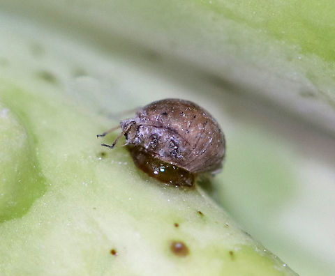 Cabbage Aphids - Brevicoryne brassicae I found lots of aphids on a bunch of organic broccoli. I'm not sure what the drop underneath it is - water? I think this one may be parasitized as well.

Habitat: Broccoli
https://www.jungledragon.com/image/77686/cabbage_aphids_-_brevicoryne_brassicae.html
https://www.jungledragon.com/image/77685/cabbage_aphids_-_brevicoryne_brassicae.html
https://www.jungledragon.com/image/77684/cabbage_aphids_-_brevicoryne_brassicae.html
https://www.jungledragon.com/image/77683/cabbage_aphids_-_brevicoryne_brassicae.html Brevicoryne,Brevicoryne brassicae,Cabbage Aphids,Geotagged,Spring,United States,aphids