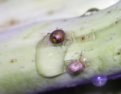 Cabbage Aphids - Brevicoryne brassicae These 2 aphids had been parasitized, you can see the exit hole at the rear of the one above. They were probably parasitized by Diaretiella rapae.

I found lots of aphids on a bunch of organic broccoli. 

Habitat: Broccoli
https://www.jungledragon.com/image/77686/cabbage_aphids_-_brevicoryne_brassicae.html
https://www.jungledragon.com/image/77685/cabbage_aphids_-_brevicoryne_brassicae.html
https://www.jungledragon.com/image/77684/cabbage_aphids_-_brevicoryne_brassicae.html
https://www.jungledragon.com/image/77682/cabbage_aphids_-_brevicoryne_brassicae.html Aphids,Brevicoryne brassicae,Geotagged,Spring,United States