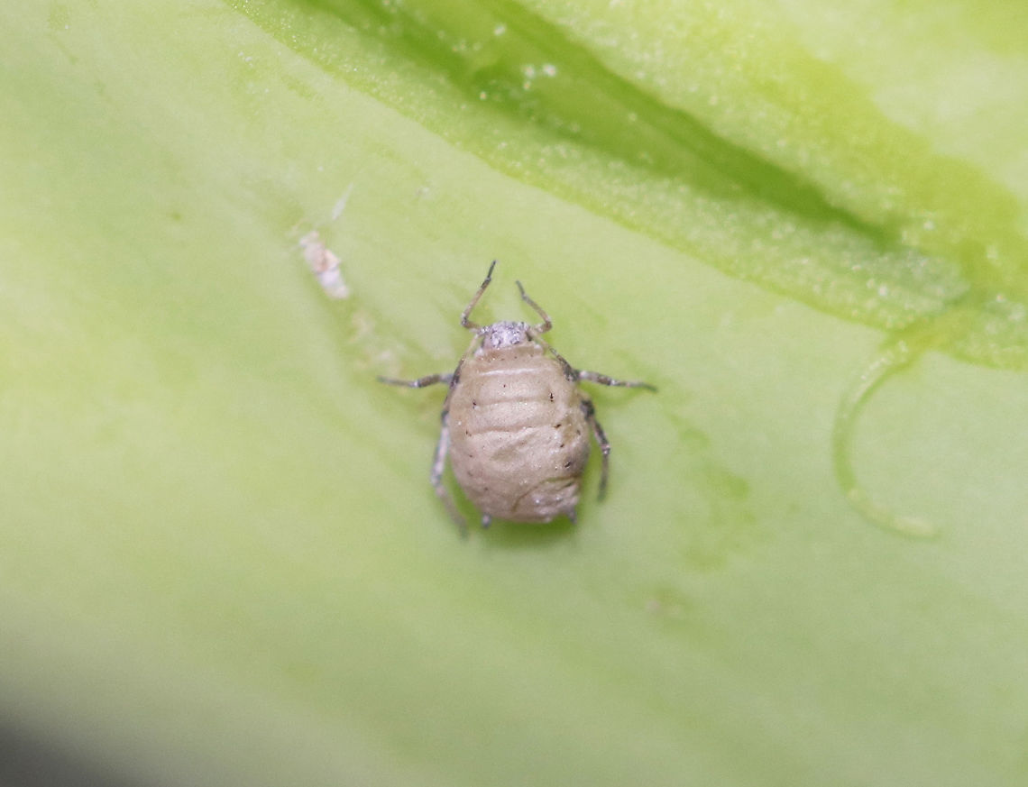 Cabbage Aphids - Brevicoryne brassicae This aphid had been parasitized, probably by Diaretiella rapae.<br />
<br />
I found lots of aphids on a bunch of organic broccoli. <br />
<br />
Habitat: Broccoli<br />
<figure class="photo"><a href="https://www.jungledragon.com/image/77686/cabbage_aphids_-_brevicoryne_brassicae.html" title="Cabbage Aphids - Brevicoryne brassicae"><img src="https://s3.amazonaws.com/media.jungledragon.com/images/3232/77686_thumb.jpg?AWSAccessKeyId=05GMT0V3GWVNE7GGM1R2&Expires=1759968010&Signature=7QBh0XXNO%2BYz7KlkZOT2SkVuhpM%3D" width="140" height="152" alt="Cabbage Aphids - Brevicoryne brassicae I found lots of aphids on a bunch of organic broccoli. <br />
<br />
Habitat: Broccoli<br />
https://www.jungledragon.com/image/77685/cabbage_aphids_-_brevicoryne_brassicae.html<br />
https://www.jungledragon.com/image/77684/cabbage_aphids_-_brevicoryne_brassicae.html<br />
https://www.jungledragon.com/image/77683/cabbage_aphids_-_brevicoryne_brassicae.html<br />
https://www.jungledragon.com/image/77682/cabbage_aphids_-_brevicoryne_brassicae.html Brevicoryne brassicae,Geotagged,Spring,United States" /></a></figure><br />
<figure class="photo"><a href="https://www.jungledragon.com/image/77685/cabbage_aphids_-_brevicoryne_brassicae.html" title="Cabbage Aphids - Brevicoryne brassicae"><img src="https://s3.amazonaws.com/media.jungledragon.com/images/3232/77685_thumb.jpg?AWSAccessKeyId=05GMT0V3GWVNE7GGM1R2&Expires=1759968010&Signature=W4YKsd66WjIBz6noO%2FErjR39jnM%3D" width="200" height="150" alt="Cabbage Aphids - Brevicoryne brassicae I found lots of aphids on a bunch of organic broccoli. <br />
<br />
Habitat: Broccoli<br />
https://www.jungledragon.com/image/77686/cabbage_aphids_-_brevicoryne_brassicae.html<br />
https://www.jungledragon.com/image/77684/cabbage_aphids_-_brevicoryne_brassicae.html<br />
https://www.jungledragon.com/image/77683/cabbage_aphids_-_brevicoryne_brassicae.html<br />
https://www.jungledragon.com/image/77682/cabbage_aphids_-_brevicoryne_brassicae.html Brevicoryne brassicae,Geotagged,Spring,United States" /></a></figure><br />
<figure class="photo"><a href="https://www.jungledragon.com/image/77683/cabbage_aphids_-_brevicoryne_brassicae.html" title="Cabbage Aphids - Brevicoryne brassicae"><img src="https://s3.amazonaws.com/media.jungledragon.com/images/3232/77683_thumb.jpg?AWSAccessKeyId=05GMT0V3GWVNE7GGM1R2&Expires=1759968010&Signature=7zQg%2FxFZJwuPGrUikaFB4ifOpoA%3D" width="200" height="156" alt="Cabbage Aphids - Brevicoryne brassicae These 2 aphids had been parasitized, you can see the exit hole at the rear of the one above. They were probably parasitized by Diaretiella rapae.<br />
<br />
I found lots of aphids on a bunch of organic broccoli. <br />
<br />
Habitat: Broccoli<br />
https://www.jungledragon.com/image/77686/cabbage_aphids_-_brevicoryne_brassicae.html<br />
https://www.jungledragon.com/image/77685/cabbage_aphids_-_brevicoryne_brassicae.html<br />
https://www.jungledragon.com/image/77684/cabbage_aphids_-_brevicoryne_brassicae.html<br />
https://www.jungledragon.com/image/77682/cabbage_aphids_-_brevicoryne_brassicae.html Aphids,Brevicoryne brassicae,Geotagged,Spring,United States" /></a></figure><br />
<figure class="photo"><a href="https://www.jungledragon.com/image/77682/cabbage_aphids_-_brevicoryne_brassicae.html" title="Cabbage Aphids - Brevicoryne brassicae"><img src="https://s3.amazonaws.com/media.jungledragon.com/images/3232/77682_thumb.jpg?AWSAccessKeyId=05GMT0V3GWVNE7GGM1R2&Expires=1759968010&Signature=Mvecnwf1GTUPwNkC6ife8nTln7Q%3D" width="200" height="166" alt="Cabbage Aphids - Brevicoryne brassicae I found lots of aphids on a bunch of organic broccoli. I&#039;m not sure what the drop underneath it is - water? I think this one may be parasitized as well.<br />
<br />
Habitat: Broccoli<br />
https://www.jungledragon.com/image/77686/cabbage_aphids_-_brevicoryne_brassicae.html<br />
https://www.jungledragon.com/image/77685/cabbage_aphids_-_brevicoryne_brassicae.html<br />
https://www.jungledragon.com/image/77684/cabbage_aphids_-_brevicoryne_brassicae.html<br />
https://www.jungledragon.com/image/77683/cabbage_aphids_-_brevicoryne_brassicae.html Brevicoryne,Brevicoryne brassicae,Cabbage Aphids,Geotagged,Spring,United States,aphids" /></a></figure> Brevicoryne brassicae,Geotagged,Spring,United States