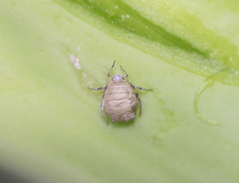 Cabbage Aphids - Brevicoryne brassicae This aphid had been parasitized, probably by Diaretiella rapae.

I found lots of aphids on a bunch of organic broccoli. 

Habitat: Broccoli
https://www.jungledragon.com/image/77686/cabbage_aphids_-_brevicoryne_brassicae.html
https://www.jungledragon.com/image/77685/cabbage_aphids_-_brevicoryne_brassicae.html
https://www.jungledragon.com/image/77683/cabbage_aphids_-_brevicoryne_brassicae.html
https://www.jungledragon.com/image/77682/cabbage_aphids_-_brevicoryne_brassicae.html Brevicoryne brassicae,Geotagged,Spring,United States