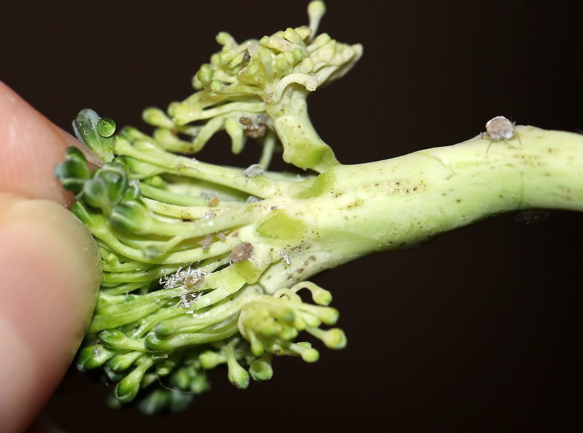 Cabbage Aphids - Brevicoryne brassicae I found lots of aphids on a bunch of organic broccoli. <br />
<br />
Habitat: Broccoli<br />
<figure class="photo"><a href="https://www.jungledragon.com/image/77686/cabbage_aphids_-_brevicoryne_brassicae.html" title="Cabbage Aphids - Brevicoryne brassicae"><img src="https://s3.amazonaws.com/media.jungledragon.com/images/3232/77686_thumb.jpg?AWSAccessKeyId=05GMT0V3GWVNE7GGM1R2&Expires=1759968010&Signature=7QBh0XXNO%2BYz7KlkZOT2SkVuhpM%3D" width="140" height="152" alt="Cabbage Aphids - Brevicoryne brassicae I found lots of aphids on a bunch of organic broccoli. <br />
<br />
Habitat: Broccoli<br />
https://www.jungledragon.com/image/77685/cabbage_aphids_-_brevicoryne_brassicae.html<br />
https://www.jungledragon.com/image/77684/cabbage_aphids_-_brevicoryne_brassicae.html<br />
https://www.jungledragon.com/image/77683/cabbage_aphids_-_brevicoryne_brassicae.html<br />
https://www.jungledragon.com/image/77682/cabbage_aphids_-_brevicoryne_brassicae.html Brevicoryne brassicae,Geotagged,Spring,United States" /></a></figure><br />
<figure class="photo"><a href="https://www.jungledragon.com/image/77684/cabbage_aphids_-_brevicoryne_brassicae.html" title="Cabbage Aphids - Brevicoryne brassicae"><img src="https://s3.amazonaws.com/media.jungledragon.com/images/3232/77684_thumb.jpg?AWSAccessKeyId=05GMT0V3GWVNE7GGM1R2&Expires=1759968010&Signature=g%2Bemi1KWFnLNiLDXgnRRtP9zWW8%3D" width="200" height="154" alt="Cabbage Aphids - Brevicoryne brassicae This aphid had been parasitized, probably by Diaretiella rapae.<br />
<br />
I found lots of aphids on a bunch of organic broccoli. <br />
<br />
Habitat: Broccoli<br />
https://www.jungledragon.com/image/77686/cabbage_aphids_-_brevicoryne_brassicae.html<br />
https://www.jungledragon.com/image/77685/cabbage_aphids_-_brevicoryne_brassicae.html<br />
https://www.jungledragon.com/image/77683/cabbage_aphids_-_brevicoryne_brassicae.html<br />
https://www.jungledragon.com/image/77682/cabbage_aphids_-_brevicoryne_brassicae.html Brevicoryne brassicae,Geotagged,Spring,United States" /></a></figure><br />
<figure class="photo"><a href="https://www.jungledragon.com/image/77683/cabbage_aphids_-_brevicoryne_brassicae.html" title="Cabbage Aphids - Brevicoryne brassicae"><img src="https://s3.amazonaws.com/media.jungledragon.com/images/3232/77683_thumb.jpg?AWSAccessKeyId=05GMT0V3GWVNE7GGM1R2&Expires=1759968010&Signature=7zQg%2FxFZJwuPGrUikaFB4ifOpoA%3D" width="200" height="156" alt="Cabbage Aphids - Brevicoryne brassicae These 2 aphids had been parasitized, you can see the exit hole at the rear of the one above. They were probably parasitized by Diaretiella rapae.<br />
<br />
I found lots of aphids on a bunch of organic broccoli. <br />
<br />
Habitat: Broccoli<br />
https://www.jungledragon.com/image/77686/cabbage_aphids_-_brevicoryne_brassicae.html<br />
https://www.jungledragon.com/image/77685/cabbage_aphids_-_brevicoryne_brassicae.html<br />
https://www.jungledragon.com/image/77684/cabbage_aphids_-_brevicoryne_brassicae.html<br />
https://www.jungledragon.com/image/77682/cabbage_aphids_-_brevicoryne_brassicae.html Aphids,Brevicoryne brassicae,Geotagged,Spring,United States" /></a></figure><br />
<figure class="photo"><a href="https://www.jungledragon.com/image/77682/cabbage_aphids_-_brevicoryne_brassicae.html" title="Cabbage Aphids - Brevicoryne brassicae"><img src="https://s3.amazonaws.com/media.jungledragon.com/images/3232/77682_thumb.jpg?AWSAccessKeyId=05GMT0V3GWVNE7GGM1R2&Expires=1759968010&Signature=Mvecnwf1GTUPwNkC6ife8nTln7Q%3D" width="200" height="166" alt="Cabbage Aphids - Brevicoryne brassicae I found lots of aphids on a bunch of organic broccoli. I&#039;m not sure what the drop underneath it is - water? I think this one may be parasitized as well.<br />
<br />
Habitat: Broccoli<br />
https://www.jungledragon.com/image/77686/cabbage_aphids_-_brevicoryne_brassicae.html<br />
https://www.jungledragon.com/image/77685/cabbage_aphids_-_brevicoryne_brassicae.html<br />
https://www.jungledragon.com/image/77684/cabbage_aphids_-_brevicoryne_brassicae.html<br />
https://www.jungledragon.com/image/77683/cabbage_aphids_-_brevicoryne_brassicae.html Brevicoryne,Brevicoryne brassicae,Cabbage Aphids,Geotagged,Spring,United States,aphids" /></a></figure> Brevicoryne brassicae,Geotagged,Spring,United States