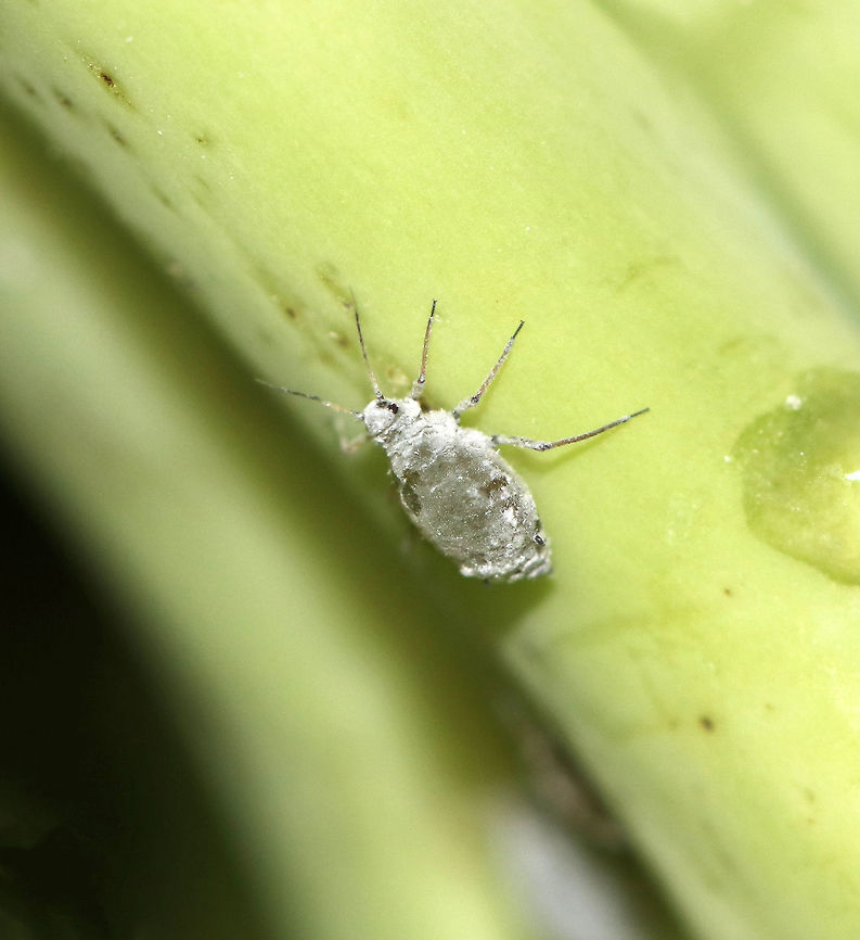 Cabbage Aphids - Brevicoryne brassicae I found lots of aphids on a bunch of organic broccoli. <br />
<br />
Habitat: Broccoli<br />
<figure class="photo"><a href="https://www.jungledragon.com/image/77685/cabbage_aphids_-_brevicoryne_brassicae.html" title="Cabbage Aphids - Brevicoryne brassicae"><img src="https://s3.amazonaws.com/media.jungledragon.com/images/3232/77685_thumb.jpg?AWSAccessKeyId=05GMT0V3GWVNE7GGM1R2&Expires=1763596810&Signature=2gF4ZgMf2cNhPiwoDlHhF1PSNto%3D" width="200" height="150" alt="Cabbage Aphids - Brevicoryne brassicae I found lots of aphids on a bunch of organic broccoli. <br />
<br />
Habitat: Broccoli<br />
https://www.jungledragon.com/image/77686/cabbage_aphids_-_brevicoryne_brassicae.html<br />
https://www.jungledragon.com/image/77684/cabbage_aphids_-_brevicoryne_brassicae.html<br />
https://www.jungledragon.com/image/77683/cabbage_aphids_-_brevicoryne_brassicae.html<br />
https://www.jungledragon.com/image/77682/cabbage_aphids_-_brevicoryne_brassicae.html Brevicoryne brassicae,Geotagged,Spring,United States" /></a></figure><br />
<figure class="photo"><a href="https://www.jungledragon.com/image/77684/cabbage_aphids_-_brevicoryne_brassicae.html" title="Cabbage Aphids - Brevicoryne brassicae"><img src="https://s3.amazonaws.com/media.jungledragon.com/images/3232/77684_thumb.jpg?AWSAccessKeyId=05GMT0V3GWVNE7GGM1R2&Expires=1763596810&Signature=zdVxrkSuxKH9j6%2F1eyI5riZzx6A%3D" width="200" height="154" alt="Cabbage Aphids - Brevicoryne brassicae This aphid had been parasitized, probably by Diaretiella rapae.<br />
<br />
I found lots of aphids on a bunch of organic broccoli. <br />
<br />
Habitat: Broccoli<br />
https://www.jungledragon.com/image/77686/cabbage_aphids_-_brevicoryne_brassicae.html<br />
https://www.jungledragon.com/image/77685/cabbage_aphids_-_brevicoryne_brassicae.html<br />
https://www.jungledragon.com/image/77683/cabbage_aphids_-_brevicoryne_brassicae.html<br />
https://www.jungledragon.com/image/77682/cabbage_aphids_-_brevicoryne_brassicae.html Brevicoryne brassicae,Geotagged,Spring,United States" /></a></figure><br />
<figure class="photo"><a href="https://www.jungledragon.com/image/77683/cabbage_aphids_-_brevicoryne_brassicae.html" title="Cabbage Aphids - Brevicoryne brassicae"><img src="https://s3.amazonaws.com/media.jungledragon.com/images/3232/77683_thumb.jpg?AWSAccessKeyId=05GMT0V3GWVNE7GGM1R2&Expires=1763596810&Signature=DsQ2eactk6TZfZ8nxu8%2FsXUdK5Q%3D" width="200" height="156" alt="Cabbage Aphids - Brevicoryne brassicae These 2 aphids had been parasitized, you can see the exit hole at the rear of the one above. They were probably parasitized by Diaretiella rapae.<br />
<br />
I found lots of aphids on a bunch of organic broccoli. <br />
<br />
Habitat: Broccoli<br />
https://www.jungledragon.com/image/77686/cabbage_aphids_-_brevicoryne_brassicae.html<br />
https://www.jungledragon.com/image/77685/cabbage_aphids_-_brevicoryne_brassicae.html<br />
https://www.jungledragon.com/image/77684/cabbage_aphids_-_brevicoryne_brassicae.html<br />
https://www.jungledragon.com/image/77682/cabbage_aphids_-_brevicoryne_brassicae.html Aphids,Brevicoryne brassicae,Geotagged,Spring,United States" /></a></figure><br />
<figure class="photo"><a href="https://www.jungledragon.com/image/77682/cabbage_aphids_-_brevicoryne_brassicae.html" title="Cabbage Aphids - Brevicoryne brassicae"><img src="https://s3.amazonaws.com/media.jungledragon.com/images/3232/77682_thumb.jpg?AWSAccessKeyId=05GMT0V3GWVNE7GGM1R2&Expires=1763596810&Signature=zDEjQ4uQujYJzFBkmFsszlEr35Q%3D" width="200" height="166" alt="Cabbage Aphids - Brevicoryne brassicae I found lots of aphids on a bunch of organic broccoli. I&#039;m not sure what the drop underneath it is - water? I think this one may be parasitized as well.<br />
<br />
Habitat: Broccoli<br />
https://www.jungledragon.com/image/77686/cabbage_aphids_-_brevicoryne_brassicae.html<br />
https://www.jungledragon.com/image/77685/cabbage_aphids_-_brevicoryne_brassicae.html<br />
https://www.jungledragon.com/image/77684/cabbage_aphids_-_brevicoryne_brassicae.html<br />
https://www.jungledragon.com/image/77683/cabbage_aphids_-_brevicoryne_brassicae.html Brevicoryne,Brevicoryne brassicae,Cabbage Aphids,Geotagged,Spring,United States,aphids" /></a></figure> Brevicoryne brassicae,Geotagged,Spring,United States