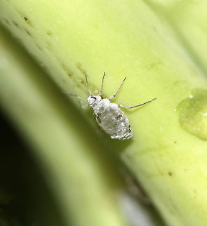Cabbage Aphids - Brevicoryne brassicae I found lots of aphids on a bunch of organic broccoli. 

Habitat: Broccoli
https://www.jungledragon.com/image/77685/cabbage_aphids_-_brevicoryne_brassicae.html
https://www.jungledragon.com/image/77684/cabbage_aphids_-_brevicoryne_brassicae.html
https://www.jungledragon.com/image/77683/cabbage_aphids_-_brevicoryne_brassicae.html
https://www.jungledragon.com/image/77682/cabbage_aphids_-_brevicoryne_brassicae.html Brevicoryne brassicae,Geotagged,Spring,United States