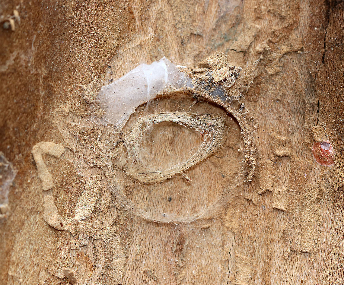 Remnants of Tussock Moth Pupal Cocoon This photo has a lot going on. There are tunnels with frass, probably created by wood-boring beetle larvae. There's a hatched, red spider (Phrurotimpus sp.) egg sac way over to the right.  There's spider silk. And, there's also the remnants of a tussock moth (Lymantriidae) pupal cocoon (2 hairy circles in the center). <br />
<br />
Habitat: Deciduous forest Geotagged,United States,Winter,signs of wildlife