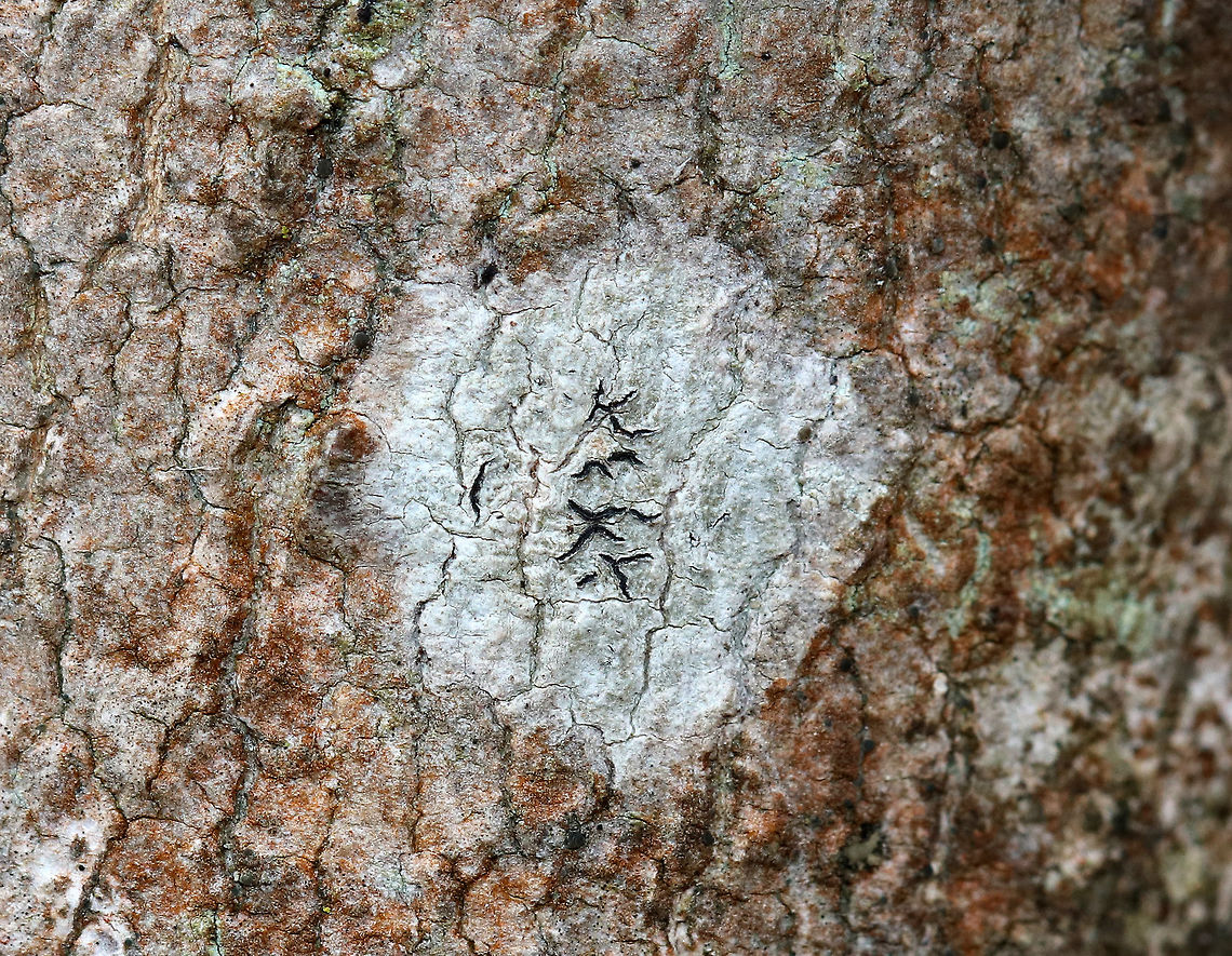 Script Lichen- Graphis scripta Habitat: Hardwood tree Geotagged,Graphis scripta,United States,Winter,lichen,script lichen