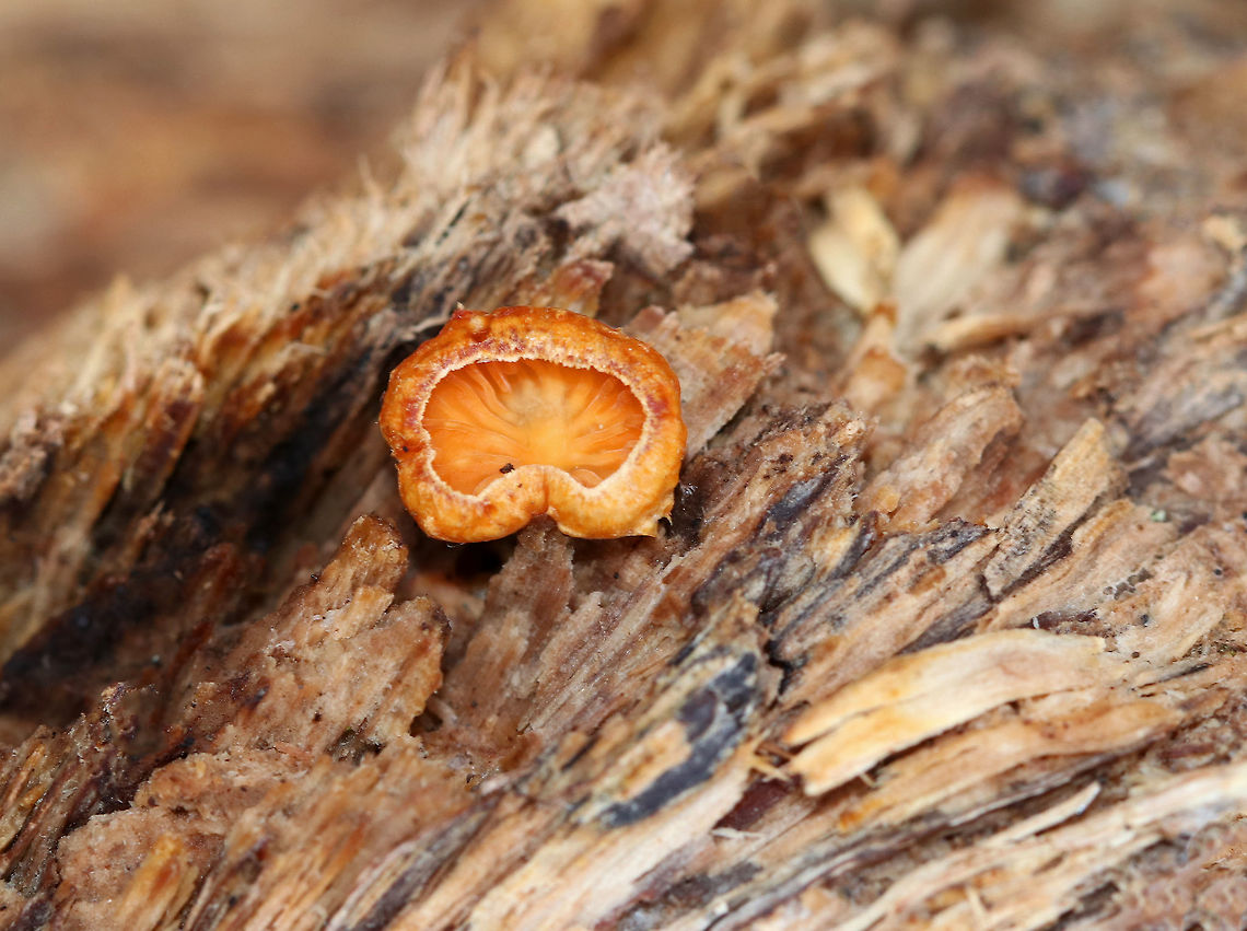 Orange Oyster - Phyllotopsis nidulans This tiny oyster survived the winter!<br />
<br />
Habitat: Rotting wood Geotagged,Orange oyster,Phyllotopsis nidulans,United States,Winter,fungus,oyster