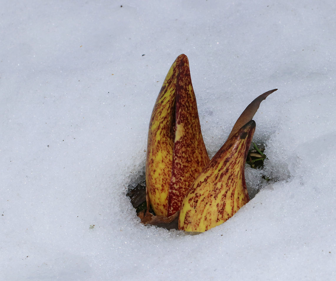 Skunk Cabbage - Symplocarpus foetidus <br />
Mottled purple, foul-smelling flowers of skunk cabbage plants. The putrid smell, which is similar to rotting flesh, attracts the flower&#039;s pollinators.<br />
 <br />
Habitat: Growing in an old streambed<br />
<br />
Notes: An interesting feature of skunk cabbage is its ability to create warmth. Skunk cabbages are one of the few plants that exhibit thermogenesis (they can raise their own temperature). This allows skunk cabbage plants to melt their way above the frozen ground and through the snow in early spring. Eastern skunk cabbage,Geotagged,Spring,Symplocarpus foetidus,United States
