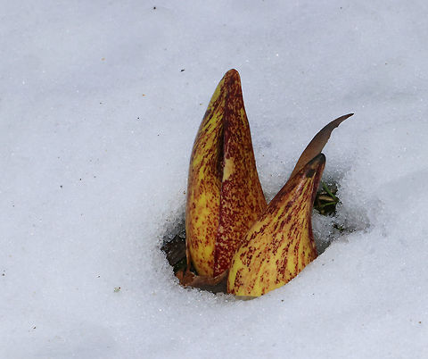 Skunk Cabbage - Symplocarpus foetidus 
Mottled purple, foul-smelling flowers of skunk cabbage plants. The putrid smell, which is similar to rotting flesh, attracts the flower's pollinators.
 
Habitat: Growing in an old streambed

Notes: An interesting feature of skunk cabbage is its ability to create warmth. Skunk cabbages are one of the few plants that exhibit thermogenesis (they can raise their own temperature). This allows skunk cabbage plants to melt their way above the frozen ground and through the snow in early spring. Eastern skunk cabbage,Geotagged,Spring,Symplocarpus foetidus,United States