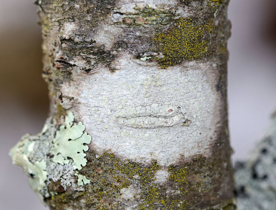 Unknown Lichen This lichen had a white thallus, pale green bumps (apothecia?), and a mouth...<br />
<br />
Habitat: Hardwood Geotagged,Spring,United States,lichen