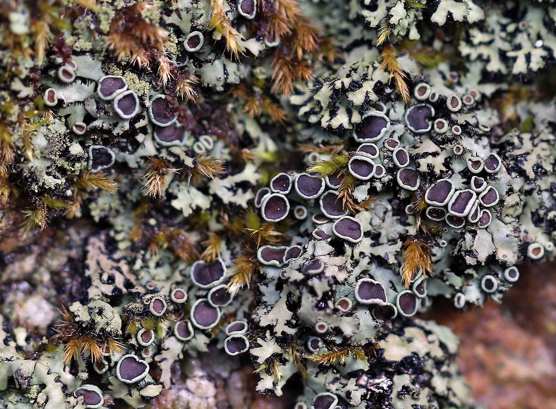 Phaeophyscia adiastola Habitat: Hardwood Geotagged,Lichen,Phaeophyscia,Phaeophyscia adiastola,Spring,United States