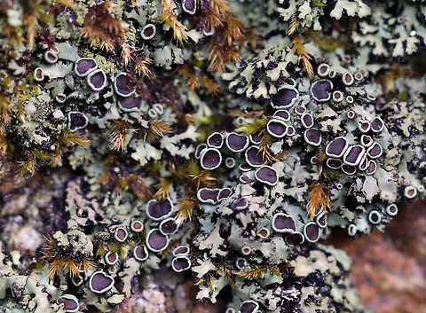 Phaeophyscia adiastola Habitat: Hardwood Geotagged,Lichen,Phaeophyscia,Phaeophyscia adiastola,Spring,United States