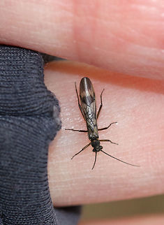 Winter Stonefly - Taeniopteryx sp.(?) I think this could be Taeniopteryx nivalis or Taeniopteryx burksi. But, it could also be Strophopteryx fasciata. Or, a completely different genus/species.

Habitat: Beside a stream
https://www.jungledragon.com/image/77694/winter_stonefly_-_taeniopteryx_sp.html Family Taeniopterygidae,Geotagged,Spring,United States,stonefly,winter stonefly