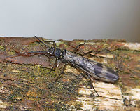 Winter Stonefly - Taeniopteryx sp.(?) I think this could be Taeniopteryx nivalis or Taeniopteryx burksi. But, it could also be Strophopteryx fasciata. Or, a completely different genus/species.<br />
<br />
Habitat: Beside a stream<br />
https://www.jungledragon.com/image/77693/winter_stonefly_-_taeniopteryx_sp.html Geotagged,Spring,United States,stonefly,winter stonefly