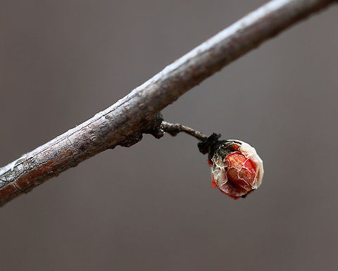 American Bittersweet - Celastrus scandens This is what remains after winter...

Habitat: Growing in the brush beside a pond American Bittersweet,Celastrus scandens,Geotagged,Spring,United States