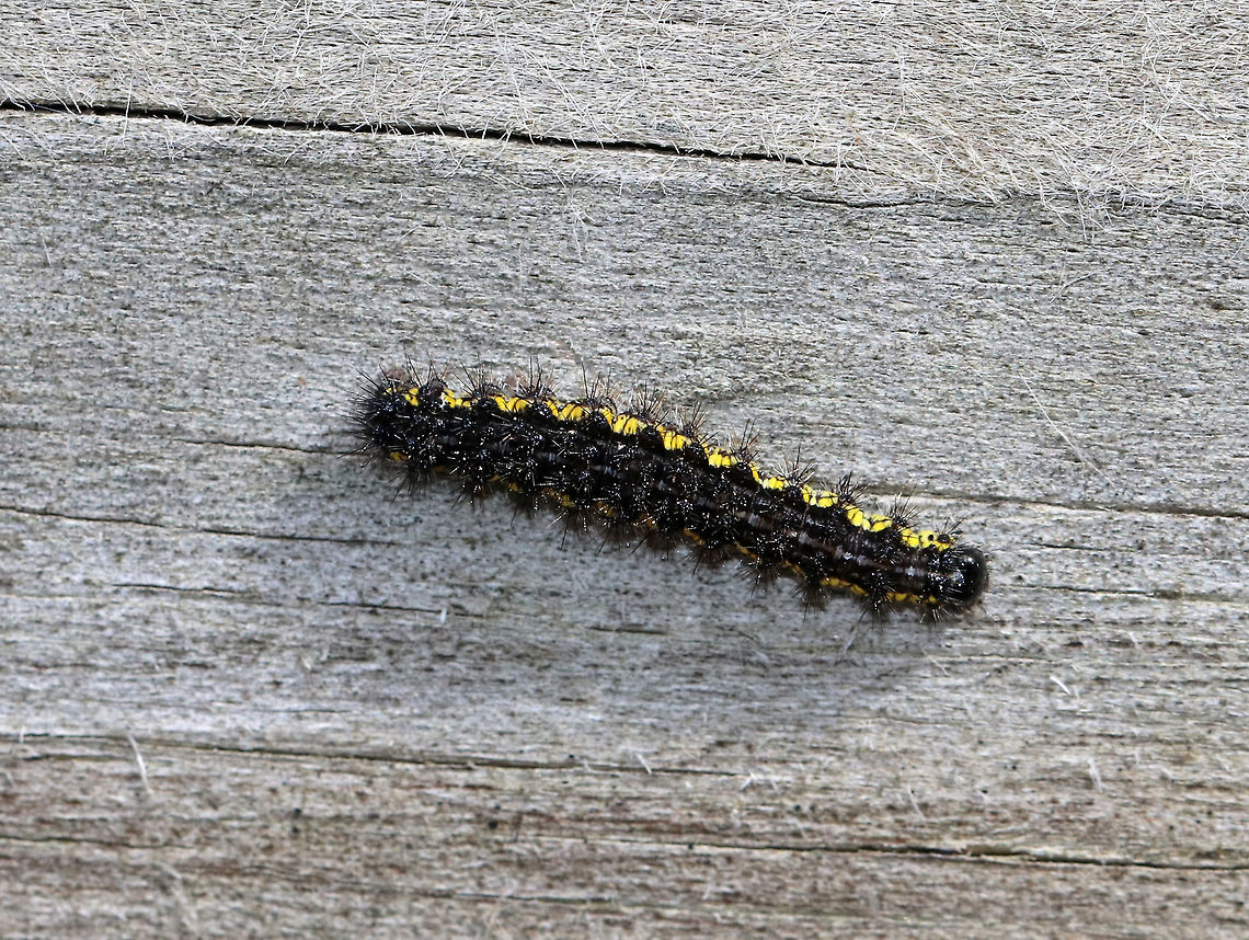 Leconte's Haploa Caterpillar - Haploa lecontei Black caterpillar with tufts and yellow markings. <br />
<br />
Habitat: Spotted on a bridge crossing a river Geotagged,Haploa lecontei,Lecontes haploa,Spring,United States,caterpillar