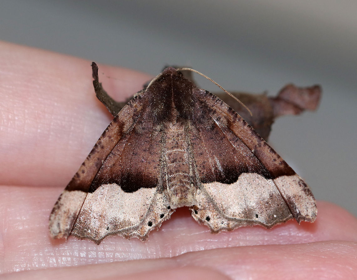 Morrison's Pero - Pero morrisonaria WS: ~ 35 mm. Brown forewing with darker speckles. <br />
<br />
Habitat: Attracted to a light in a semi-rural area. It wasn't flying well. I snuggled it in my hand for a few minutes hoping the warmth would help, but it still struggled. I went back out to check on it a few hours later, and it was still in the spot where I had left it. But, it was gone this morning - either revived, eaten, or blown away, I don't know.<br />
<br />
*This moth is very similar to Pero honestaria, but I think Pero morrisonaria is more likely?<br />
<figure class="photo"><a href="https://www.jungledragon.com/image/77731/morrisons_pero_-_pero_morrisonaria.html" title="Morrison's Pero - Pero morrisonaria"><img src="https://s3.amazonaws.com/media.jungledragon.com/images/3232/77731_thumb.jpg?AWSAccessKeyId=05GMT0V3GWVNE7GGM1R2&Expires=1759968010&Signature=TxHdIPYPDnVqxCgcznMjbRNfuW8%3D" width="200" height="154" alt="Morrison's Pero - Pero morrisonaria WS: ~ 35 mm. Brown forewing with darker speckles. <br />
<br />
Habitat: Attracted to a light in a semi-rural area. It wasn't flying well. I snuggled it in my hand for a few minutes hoping the warmth would help, but it still struggled. I went back out to check on it a few hours later, and it was still in the spot where I had left it. But, it was gone this morning - either revived, eaten, or blown away, I don't know.<br />
<br />
*This moth is very similar to Pero honestaria, but I think Pero morrisonaria is more likely?<br />
https://www.jungledragon.com/image/77730/morrisons_pero_-_pero_morrisonaria.html Geotagged,Morrisons pero,Moth,Pero morrisonaria,Spring,United States" /></a></figure> Geotagged,Morrisons pero,Pero morrisonaria,Spring,United States,moth,pero