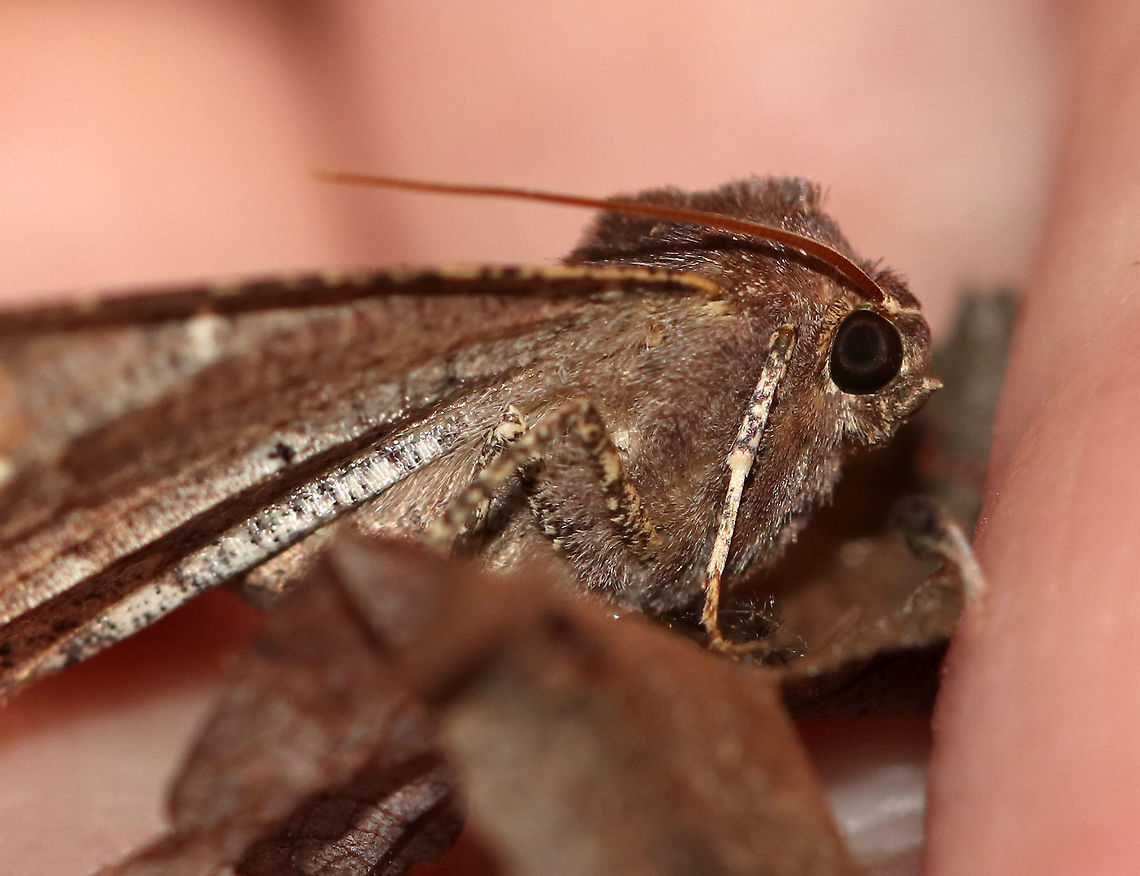 Morrison's Pero - Pero morrisonaria WS: ~ 35 mm. Brown forewing with darker speckles. <br />
<br />
Habitat: Attracted to a light in a semi-rural area. It wasn&#039;t flying well. I snuggled it in my hand for a few minutes hoping the warmth would help, but it still struggled. I went back out to check on it a few hours later, and it was still in the spot where I had left it. But, it was gone this morning - either revived, eaten, or blown away, I don&#039;t know.<br />
<br />
*This moth is very similar to Pero honestaria, but I think Pero morrisonaria is more likely?<br />
<figure class="photo"><a href="https://www.jungledragon.com/image/77730/morrisons_pero_-_pero_morrisonaria.html" title="Morrison&#039;s Pero - Pero morrisonaria"><img src="https://s3.amazonaws.com/media.jungledragon.com/images/3232/77730_thumb.jpg?AWSAccessKeyId=05GMT0V3GWVNE7GGM1R2&Expires=1759968010&Signature=yz6Gq7D3pvBc1bCbrNrS6wWflKg%3D" width="200" height="158" alt="Morrison&#039;s Pero - Pero morrisonaria WS: ~ 35 mm. Brown forewing with darker speckles. <br />
<br />
Habitat: Attracted to a light in a semi-rural area. It wasn&#039;t flying well. I snuggled it in my hand for a few minutes hoping the warmth would help, but it still struggled. I went back out to check on it a few hours later, and it was still in the spot where I had left it. But, it was gone this morning - either revived, eaten, or blown away, I don&#039;t know.<br />
<br />
*This moth is very similar to Pero honestaria, but I think Pero morrisonaria is more likely?<br />
https://www.jungledragon.com/image/77731/morrisons_pero_-_pero_morrisonaria.html Geotagged,Morrisons pero,Pero morrisonaria,Spring,United States,moth,pero" /></a></figure> Geotagged,Morrisons pero,Moth,Pero morrisonaria,Spring,United States