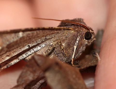 Morrison's Pero - Pero morrisonaria WS: ~ 35 mm. Brown forewing with darker speckles. 

Habitat: Attracted to a light in a semi-rural area. It wasn't flying well. I snuggled it in my hand for a few minutes hoping the warmth would help, but it still struggled. I went back out to check on it a few hours later, and it was still in the spot where I had left it. But, it was gone this morning - either revived, eaten, or blown away, I don't know.

*This moth is very similar to Pero honestaria, but I think Pero morrisonaria is more likely?
https://www.jungledragon.com/image/77730/morrisons_pero_-_pero_morrisonaria.html Geotagged,Morrisons pero,Moth,Pero morrisonaria,Spring,United States
