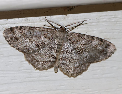 Canadian Melanolophia - Melanolophia canadaria WS: 35 mm. Pale gray FW marked with fragmented lines. Wavy PM line that is double at the midpoint and inner margin, forming two dark patches.

Habitat: Attracted to a light in a semi-rural area Geotagged,Melanolophia canadaria,Spring,United States,geometer,geometridae,moth