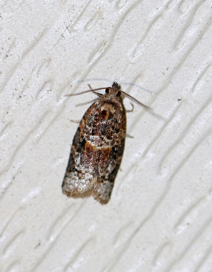 Red-banded Leafroller Moth - Argyrotaenia velutinana Total length: ~10 mm. Whitish forewing is mottled gray and reddish brown in basal and subterminal areas.<br />
<br />
Attracted to a light in a semi-rural area. Argyrotaenia velutinana,Geotagged,Moth,Red-banded leafroller moth,Spring,United States