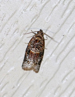 Red-banded Leafroller Moth - Argyrotaenia velutinana Total length: ~10 mm. Whitish forewing is mottled gray and reddish brown in basal and subterminal areas.

Attracted to a light in a semi-rural area. Argyrotaenia velutinana,Geotagged,Moth,Red-banded leafroller moth,Spring,United States
